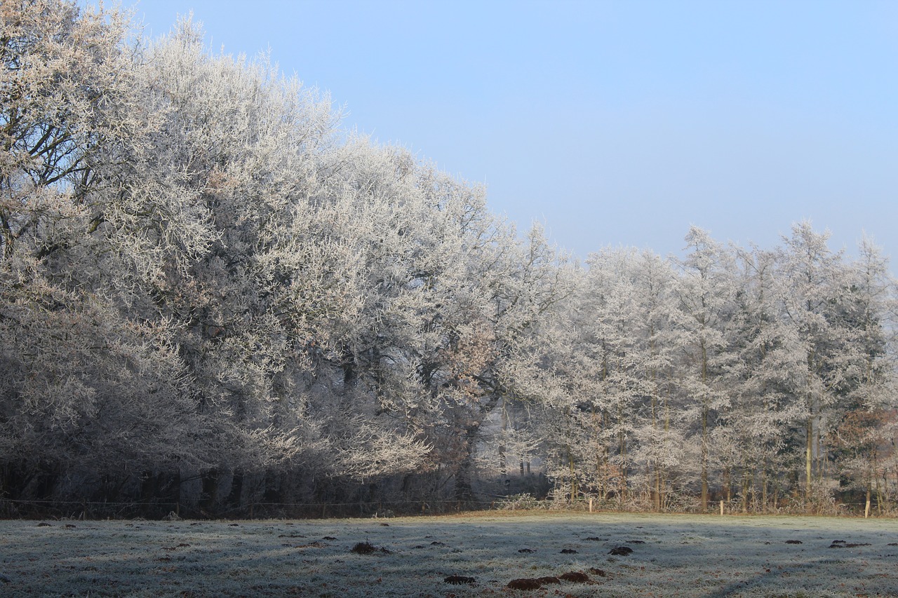 Žiemą, Žiema, Šaltas, Gamta, Medžiai, Pieva, Eiskristalio, Nuotaika, Dangus, Mėlynas