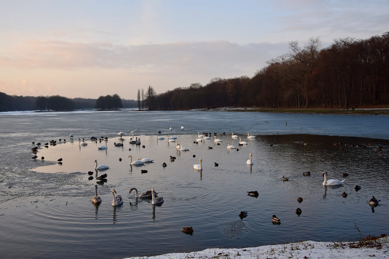 Žiemą, Metų Laikas, Užšalęs Ežeras, Saulėlydis, Žiema, Gulbės, Žiemos Magija, Vandenys, Šaltis, Kelnas