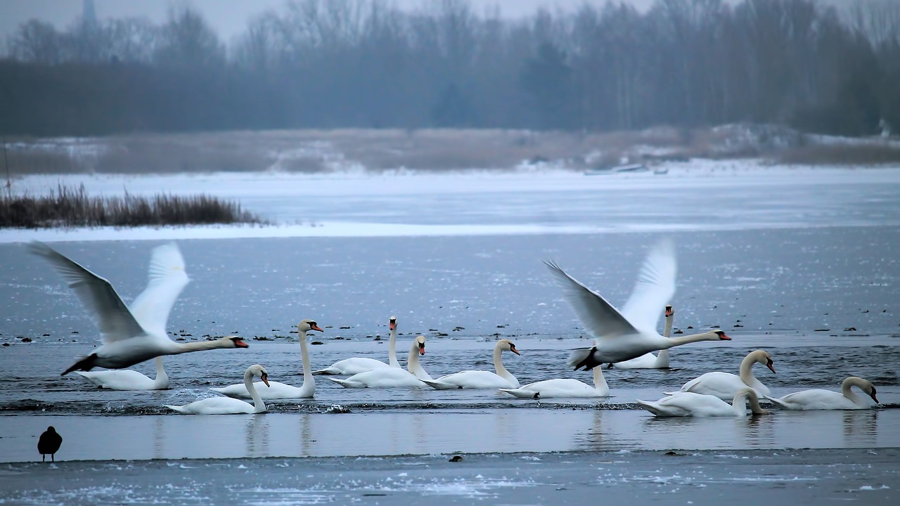 Žiemą, Ežeras, Gulbės, Sušaldyta, Sniegas, Srutos, Miglotas, Geforener Ežeras, Elba, Prettin