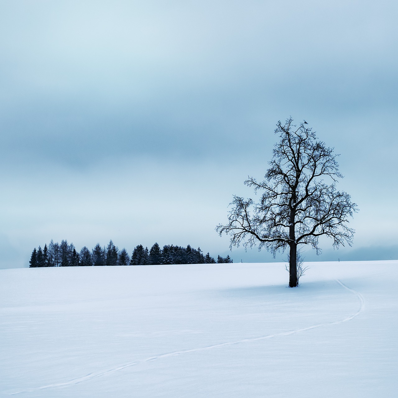 Žiemą, Medis, Tylus, Sniegas, Žiema, Šaltas, Nuotaika, Salzkammergut, Įspūdis, Austria