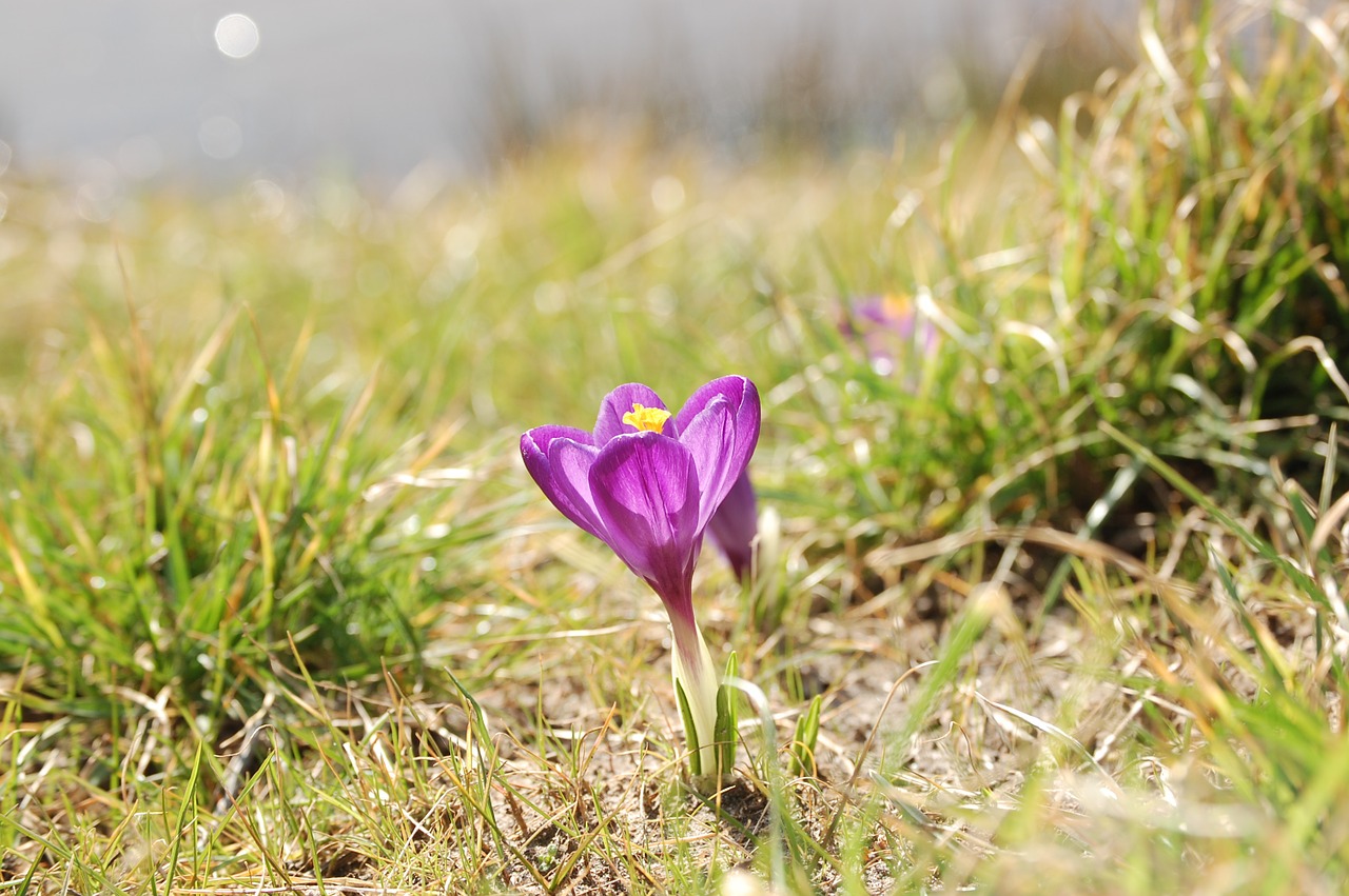 Crocus, Medow, Pavasaris, Gėlės, Nemokamos Nuotraukos,  Nemokama Licenzija