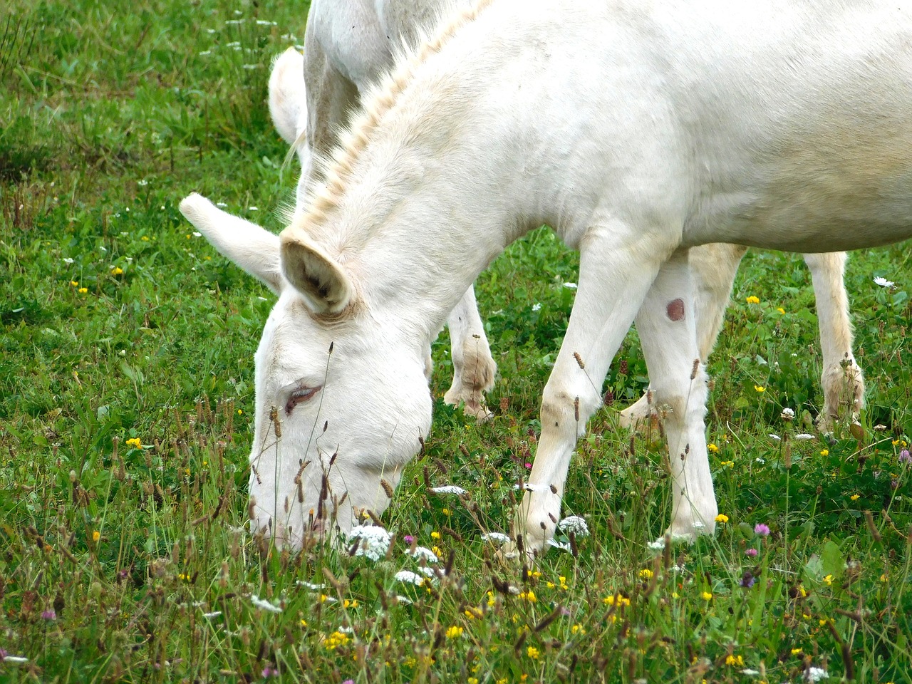 Protingas Asilas, Asilas, Valgyti, Žolė, Žinduolis, Gyvūnas, Gamtos Įrašymas, Gamta, Nemokamos Nuotraukos,  Nemokama Licenzija