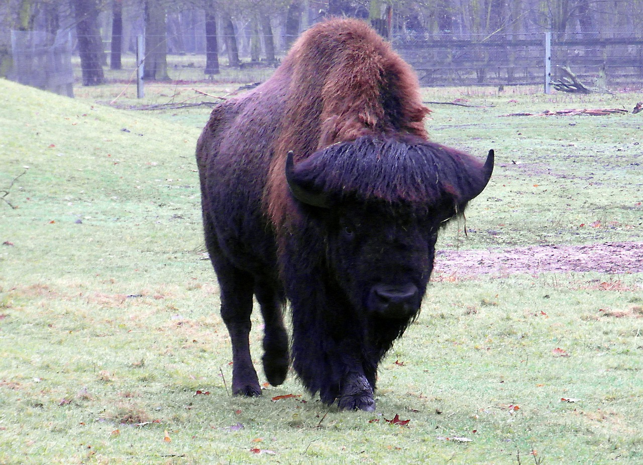 Wisent, Buivolai, Didelis, Masyvi, Rudens Miškas, Zoologijos Sodas, Miškas, Laukinio Gyvenimo Parkas, Ragai, Nemokamos Nuotraukos