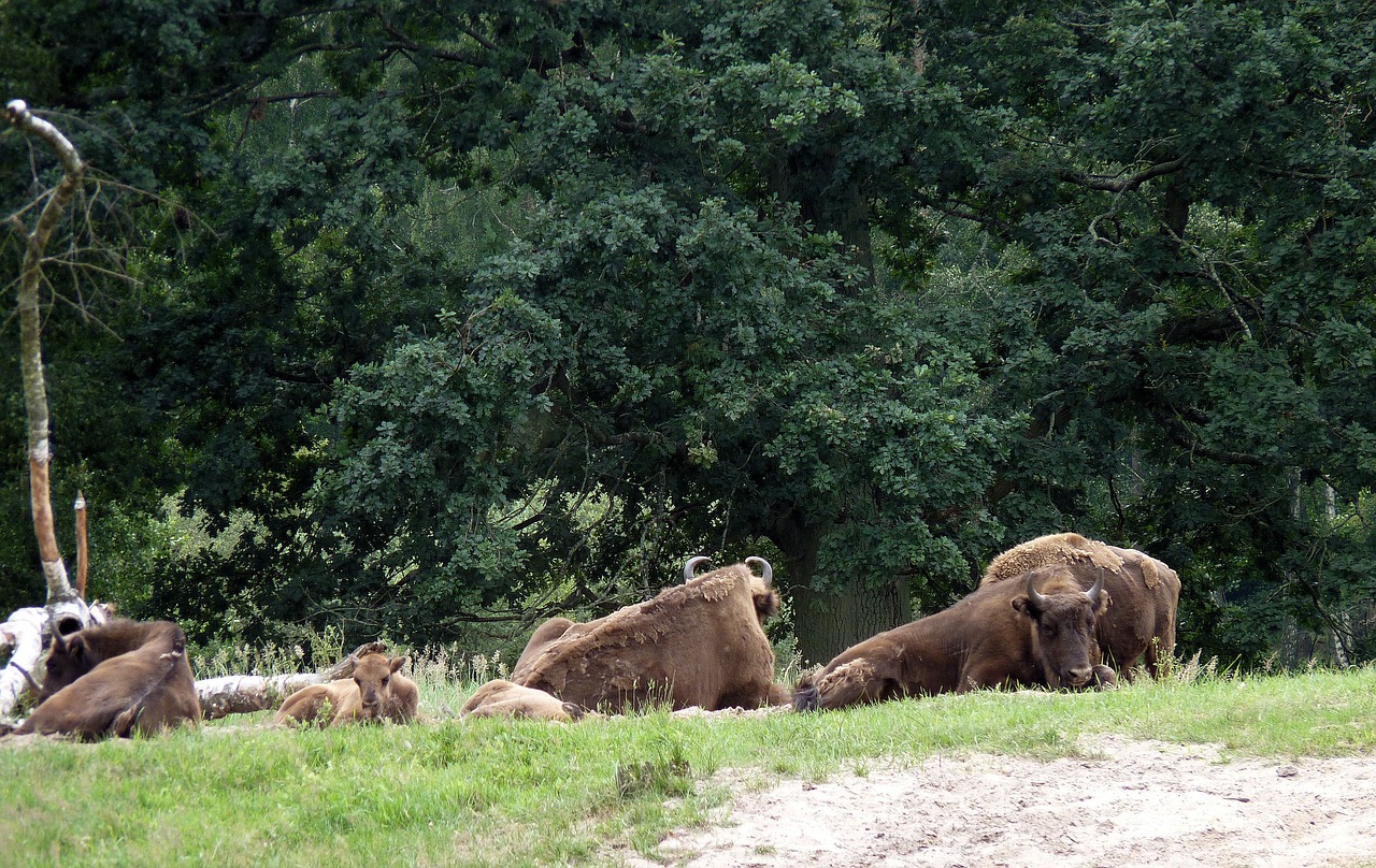 Wisent, Jautiena, Freilebend, Meklenburgas, Vakarų Pomeranija, Jaunas, Nemokamos Nuotraukos,  Nemokama Licenzija