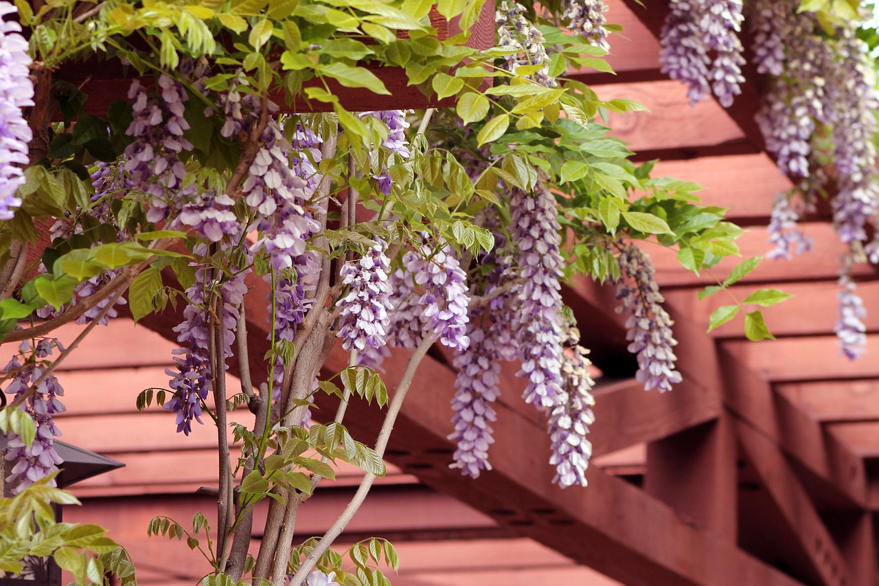 Wisteria, Sodas, Pergalė, Gėlės, Gamta, Nemokamos Nuotraukos,  Nemokama Licenzija