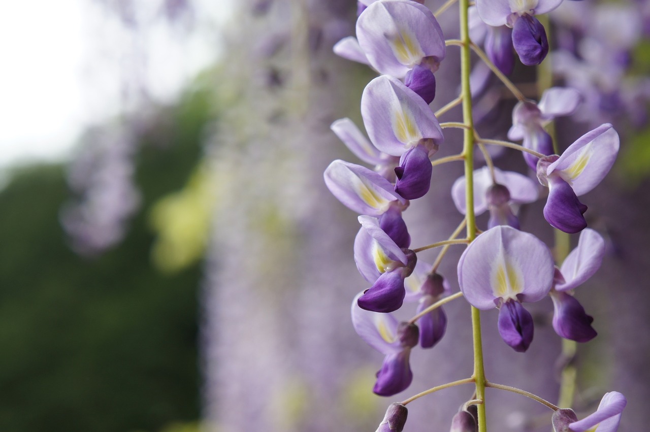 Wisteria, Natūralus, Gėlės, Nemokamos Nuotraukos,  Nemokama Licenzija