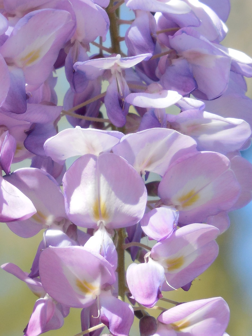 Wisteria, Žydėti, Violetinė, Gėlė, Balta, Alyva, Pavasaris, Violetinė, Žiedas, Augalas