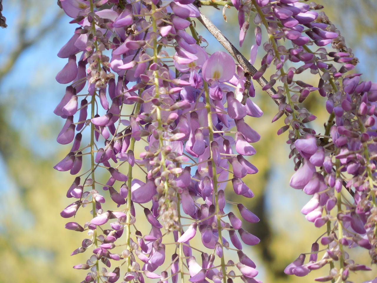 Wisteria, Žydėti, Violetinė, Gėlė, Balta, Alyva, Pavasaris, Violetinė, Žiedas, Augalas