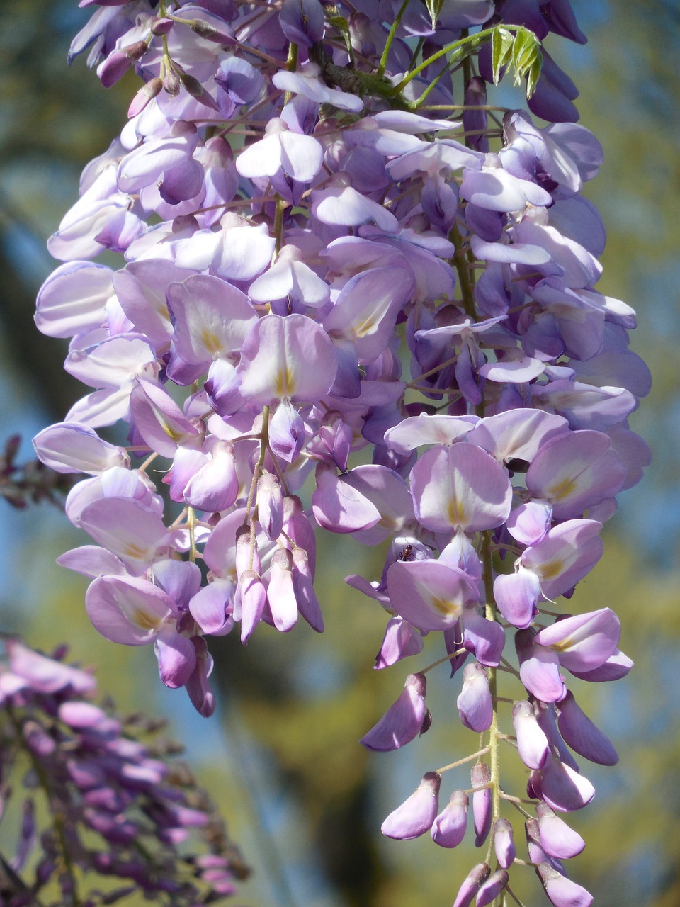 Wisteria, Žydėti, Violetinė, Gėlė, Balta, Alyva, Pavasaris, Violetinė, Žiedas, Augalas