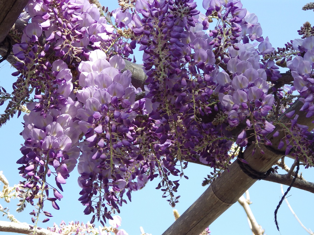 Wisteria, Gėlė, Pavasaris, Vynmedis, Nemokamos Nuotraukos,  Nemokama Licenzija