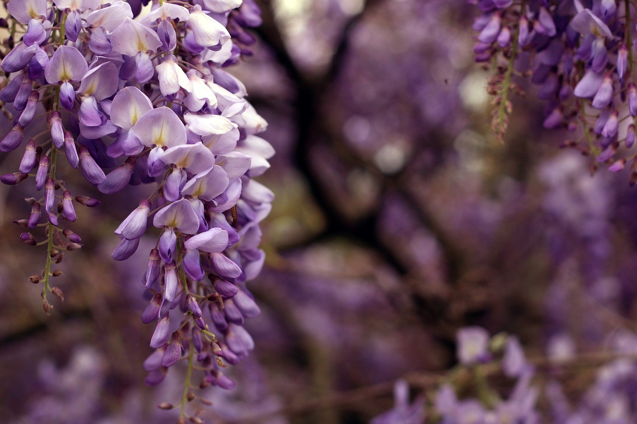 Wisteria, Žydėti, Sodas, Stalinis Kompiuteris, Tapetai, Fonas, Pavasaris, Gėlės, Grožis, Nemokamos Nuotraukos