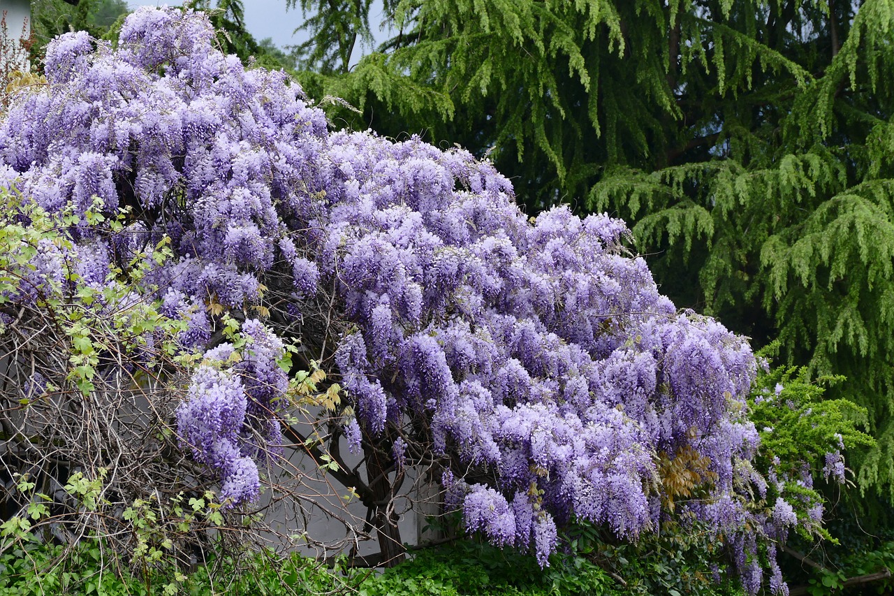 Wisteria, Gėlės, Altas, Violetinė, Mėlynas Lietus, Žydėti, Gėlių Jūra, Gamta, Nemokamos Nuotraukos,  Nemokama Licenzija