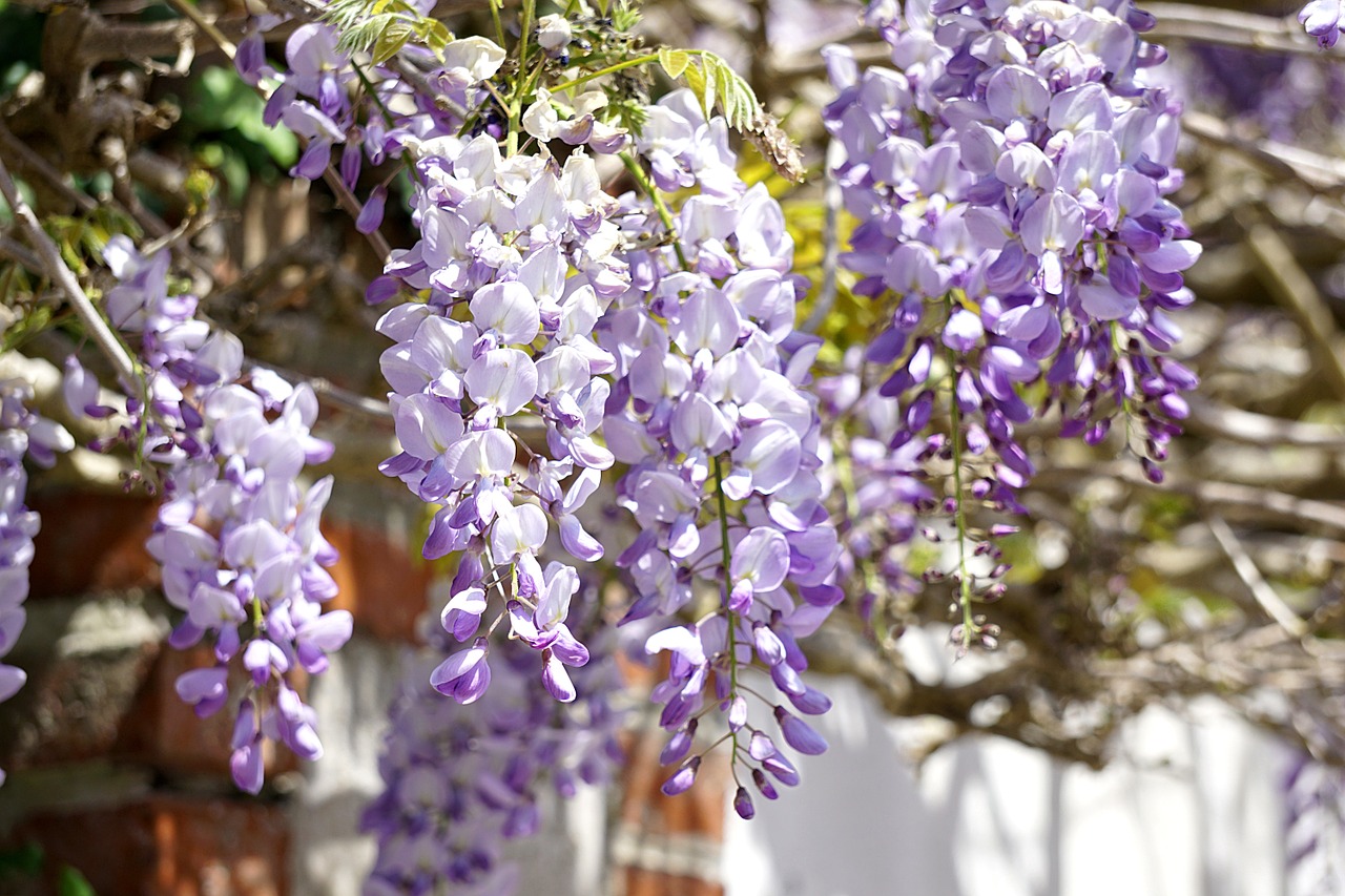 Wisteria, Gėlės, Flora, Violetinė, Mėlynas, Sodas, Pavasaris, Augalas, Žydėjimas, Botanika