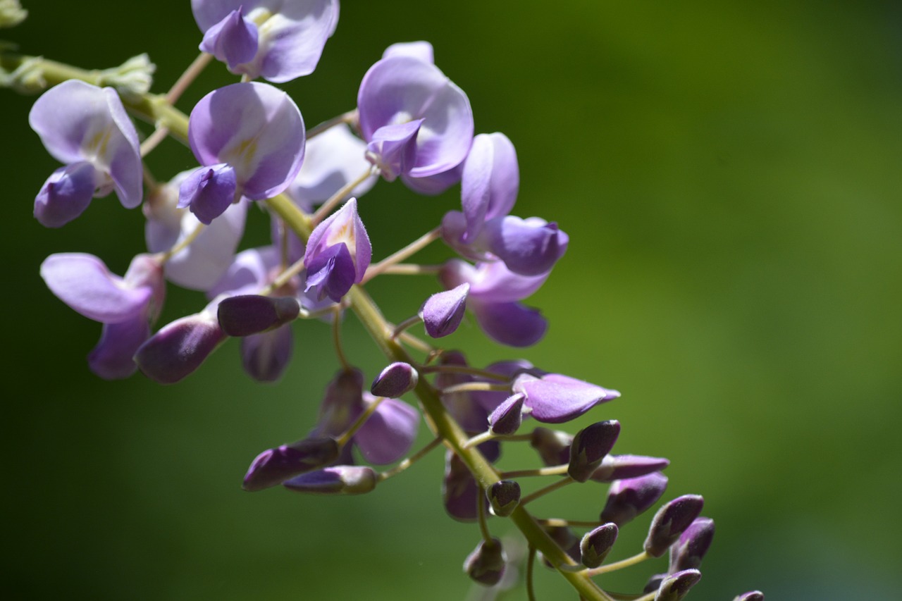 Wisteria, Gėlė, Violetinė, Sodas, Sodininkystė, Vynmedis, Nemokamos Nuotraukos,  Nemokama Licenzija