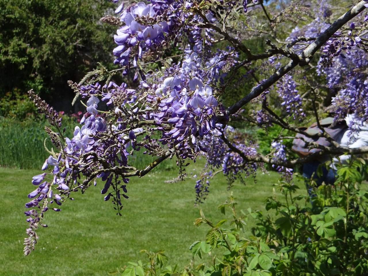 Wisteria, Pavasaris, Violetinė, Žiedas, Sezonas, Vasara, Nemokamos Nuotraukos,  Nemokama Licenzija