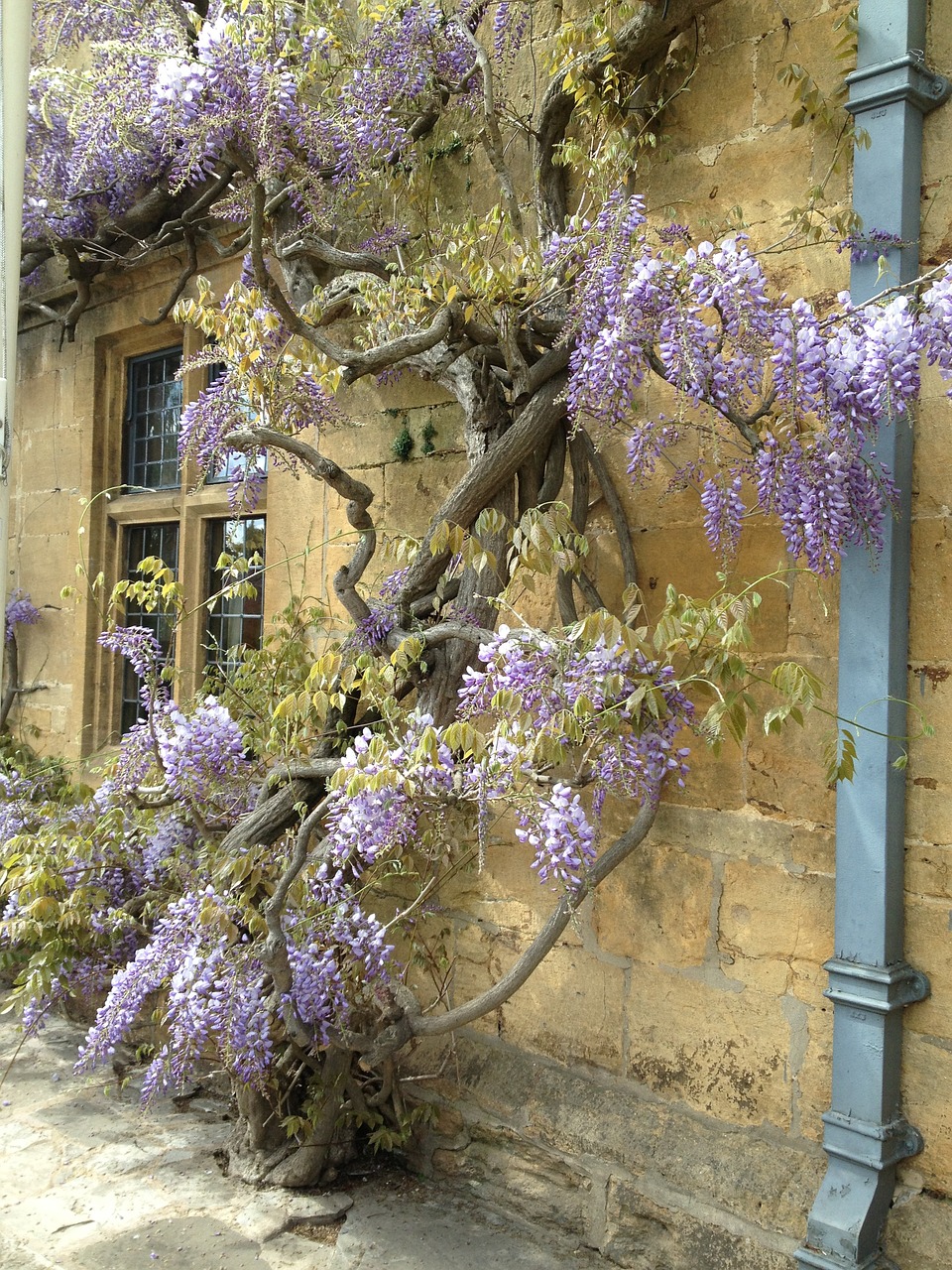 Wisteria, Plačiajuostis, Kaimo Gyvenimas, Nemokamos Nuotraukos,  Nemokama Licenzija