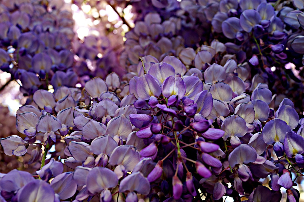 Wisteria, Gėlių, Pavasaris, Spalva, Romantiškas, Šviežias, Gamta, Nemokamos Nuotraukos,  Nemokama Licenzija