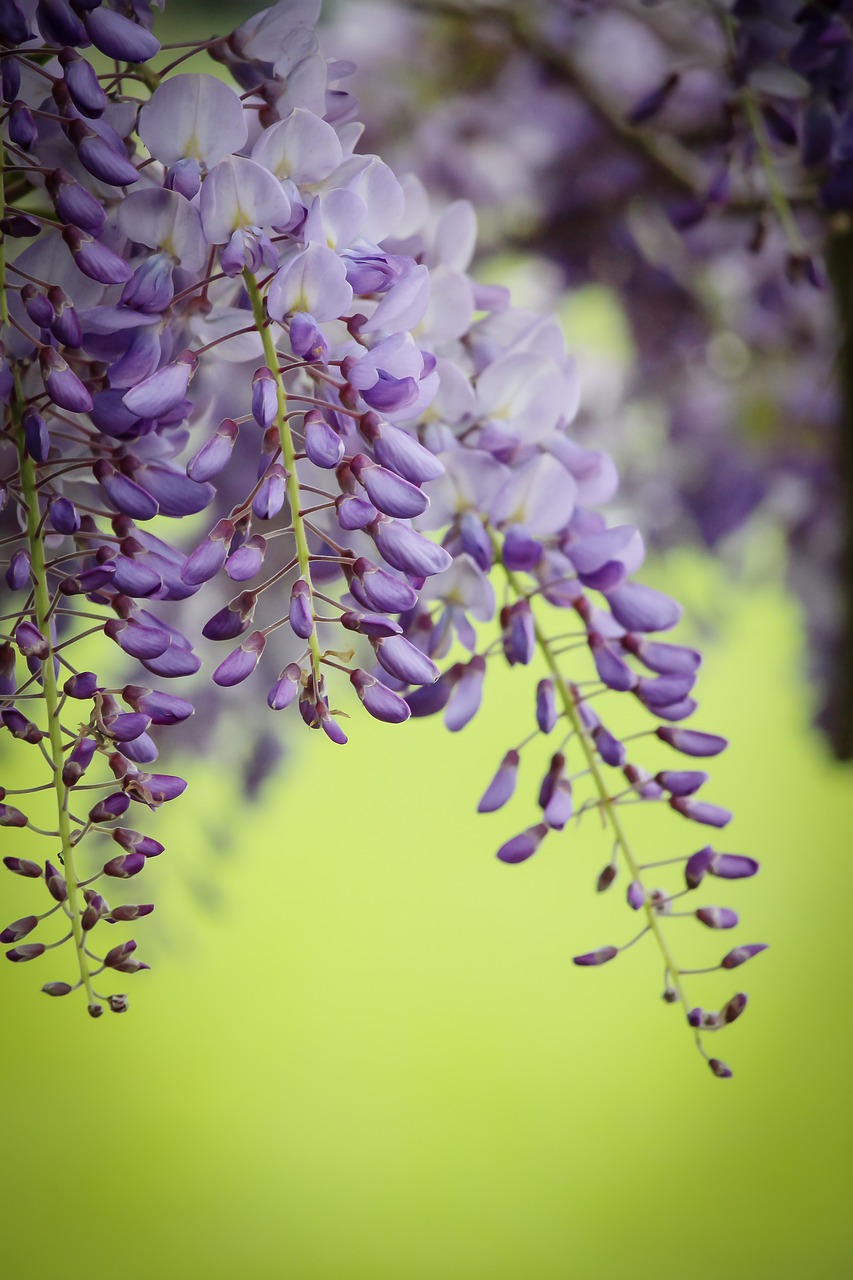 Wisteria, Violetinė, Pavasaris, Gėlė, Gamta, Nemokamos Nuotraukos,  Nemokama Licenzija