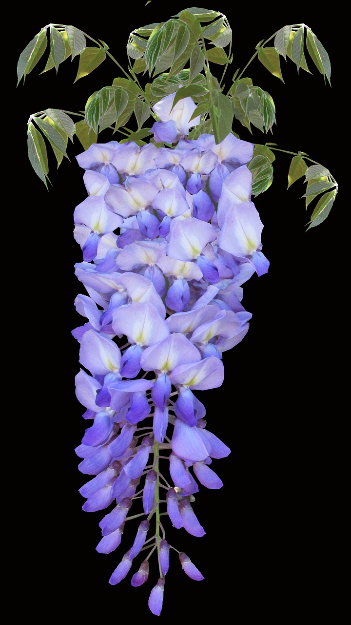 Wisteria, Violetinė, Vynmedis, Pavasaris, Nemokamos Nuotraukos,  Nemokama Licenzija