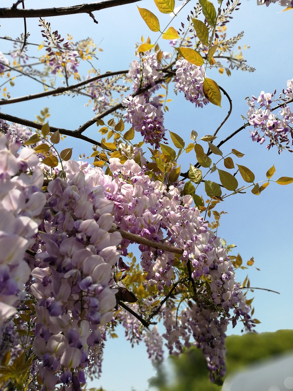 Wisteria,  Medis,  Gėlė,  Filialas,  Augalas,  Be Honoraro Mokesčio, Nemokamos Nuotraukos,  Nemokama Licenzija