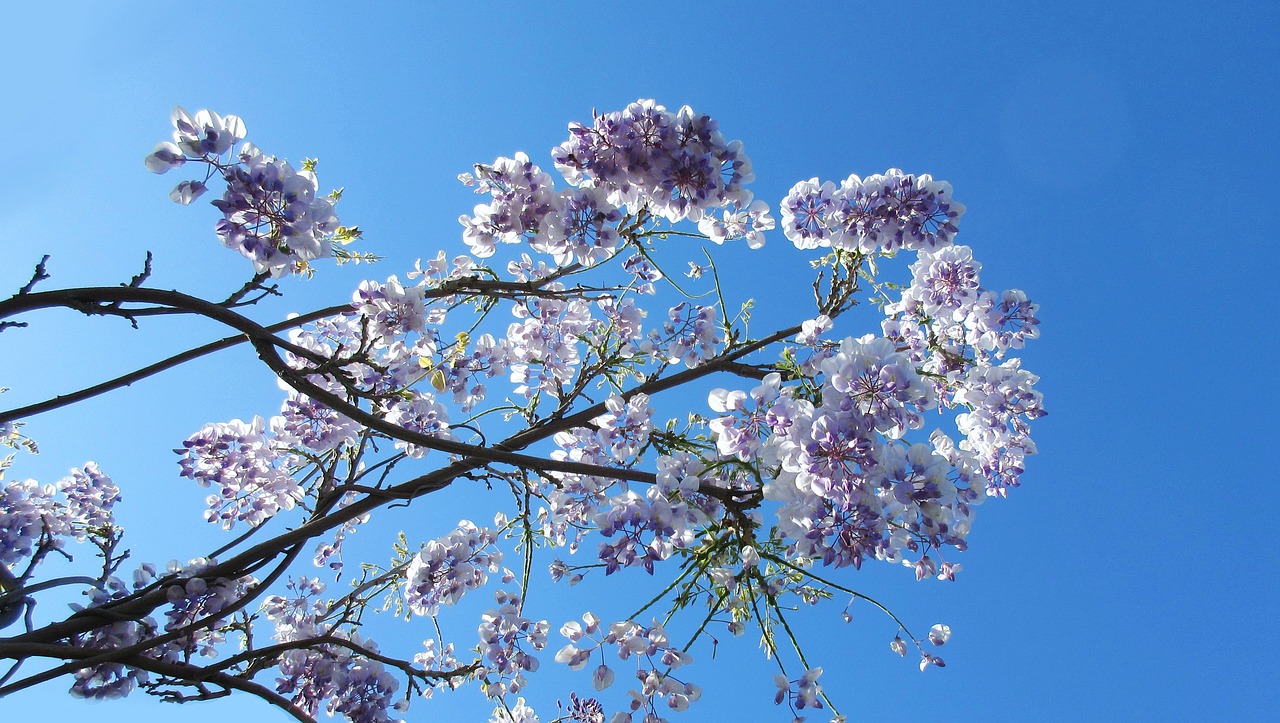 Wisteria,  Filialas,  Gėlė,  Medis,  Pavasaris,  Augmenija, Nemokamos Nuotraukos,  Nemokama Licenzija