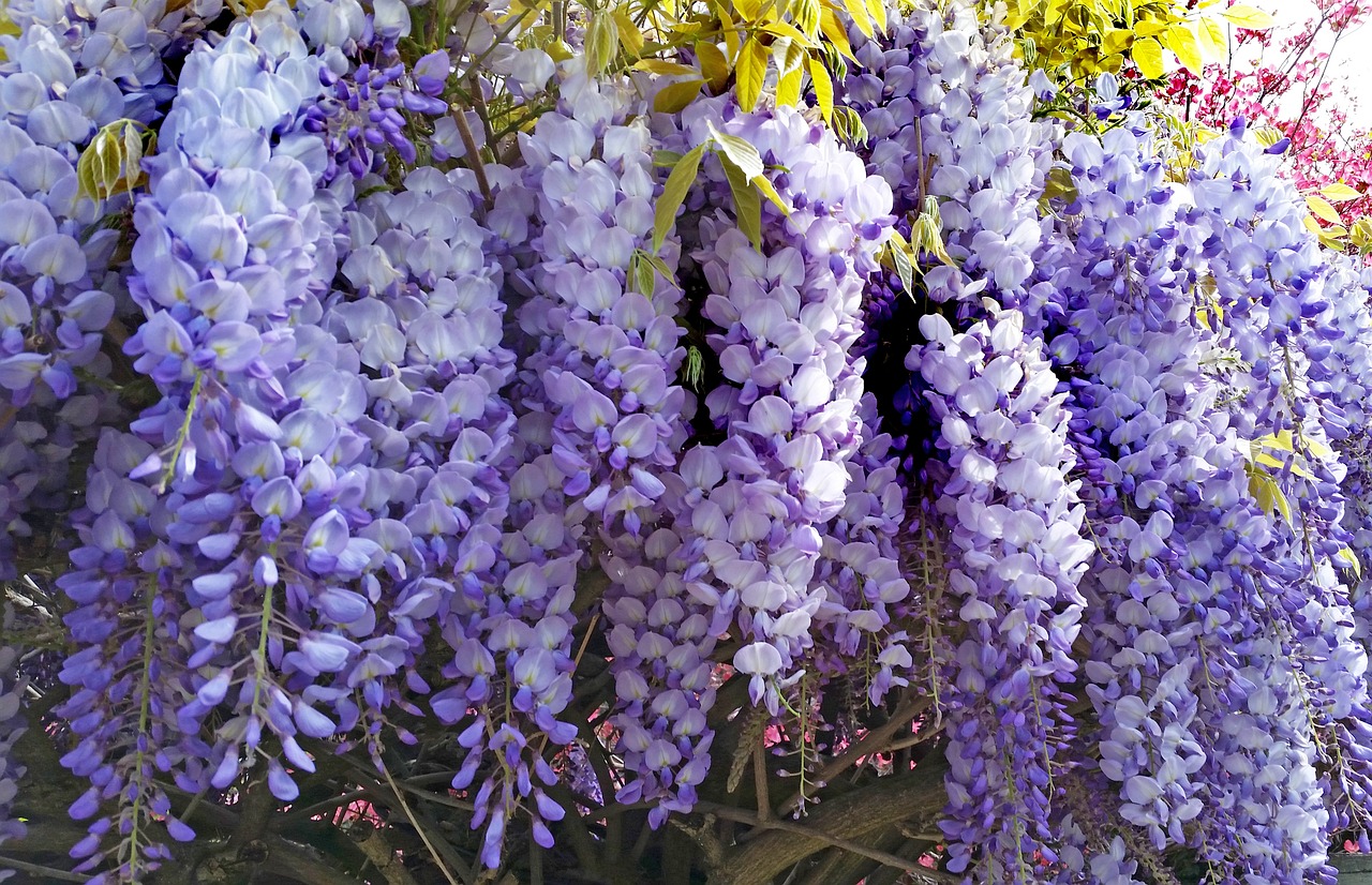 Wisteria,  Gėlė,  Pobūdį,  Floros,  Žydi,  Sodas, Nemokamos Nuotraukos,  Nemokama Licenzija