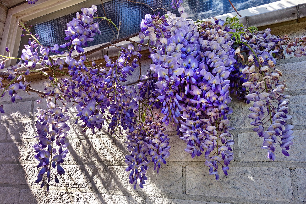 Wisteria,  Augalų,  Gėlė,  Vynmedis,  Vijoklis,  Garbėtroška,  Violetinė,  Žydi,  Spyruoklė Žydi,  Sezoninis