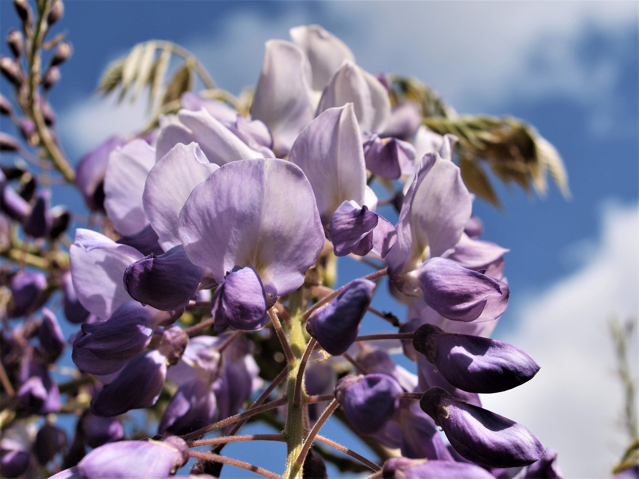 Wisteria,  Gėlė,  Žydi,  Vasara,  Sodas, Nemokamos Nuotraukos,  Nemokama Licenzija