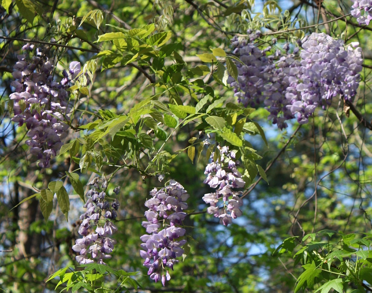 Wisteria, Gėlės, Wistaria, Asterija, Žydėjimas, Augalai, Žirnis, Violetinė, Violetinė, Gėlių Puokštė