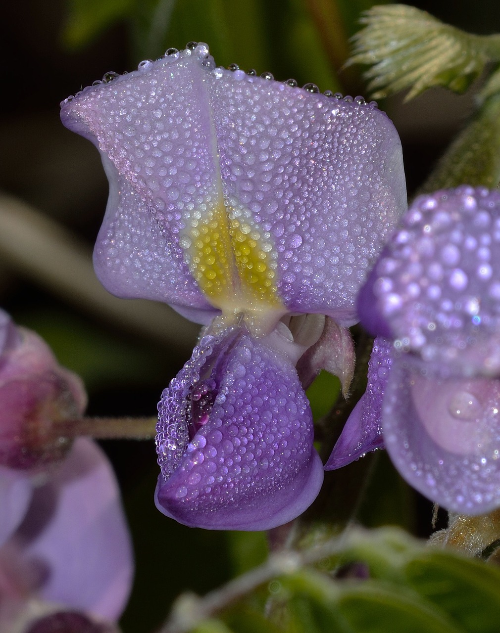 Wisteria,  Gamta,  Gėlė,  Lašai, Nemokamos Nuotraukos,  Nemokama Licenzija