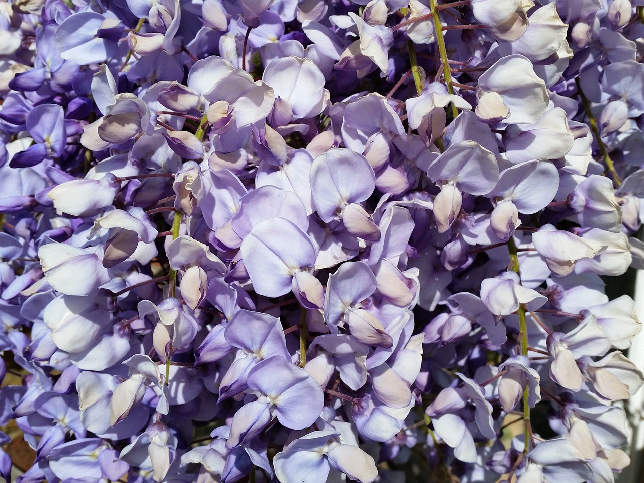 Wisteria, Violetinė, Gėlė, Pavasaris, Žydi, Nemokamos Nuotraukos,  Nemokama Licenzija