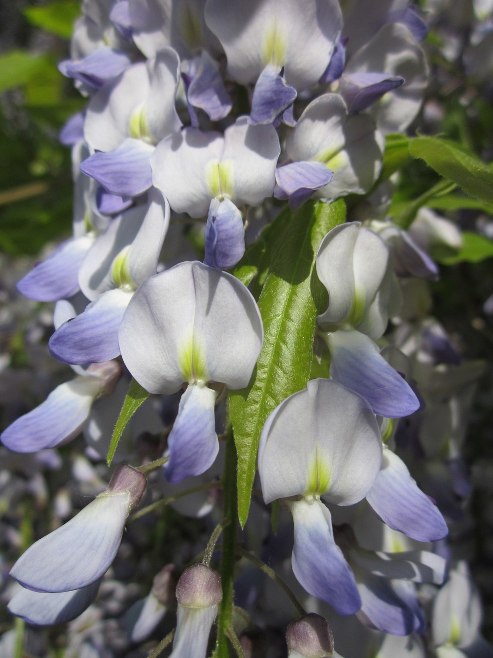 Wisteria Floribunda,  Japanese Wisteria,  Wildflower,  Flora,  Botanika,  Žydi,  Makro,  Augalas,  Rūšis, Nemokamos Nuotraukos