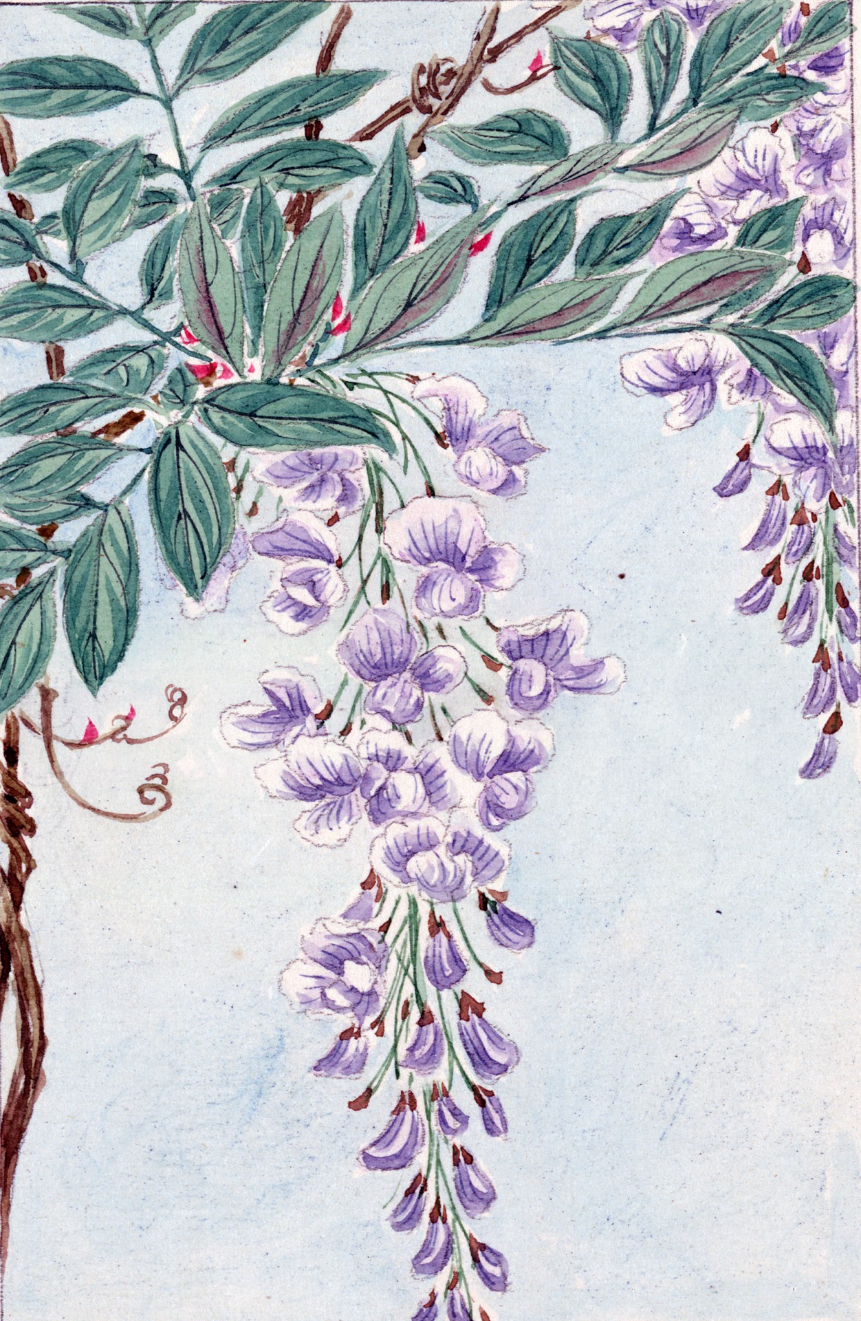 Wisteria,  Gėlės,  Žiedas,  Žydi,  Vynmedis,  Graži,  Subtilus,  Gamta,  Flora,  Lapai