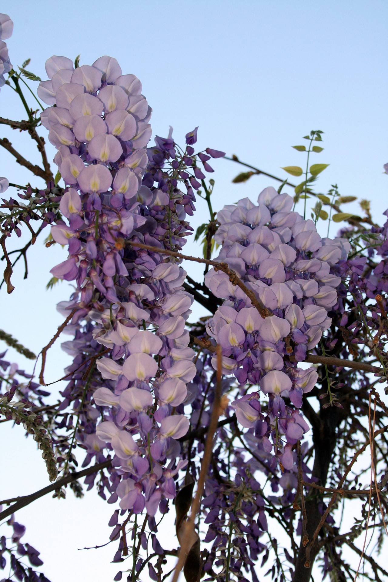 Creeper,  Gėlės,  Kekės,  Mėlynas & Nbsp,  Lietus,  Violetinė,  Skanėsto,  Wisteria Gėlės, Nemokamos Nuotraukos,  Nemokama Licenzija