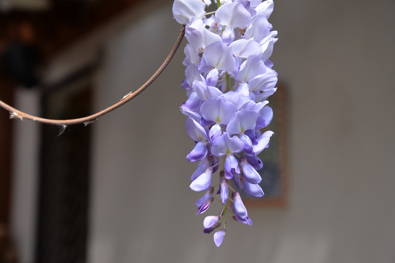 Wisteria Sinensis, Gėlė, Violetinė, Violetinė, Nemokamos Nuotraukos,  Nemokama Licenzija