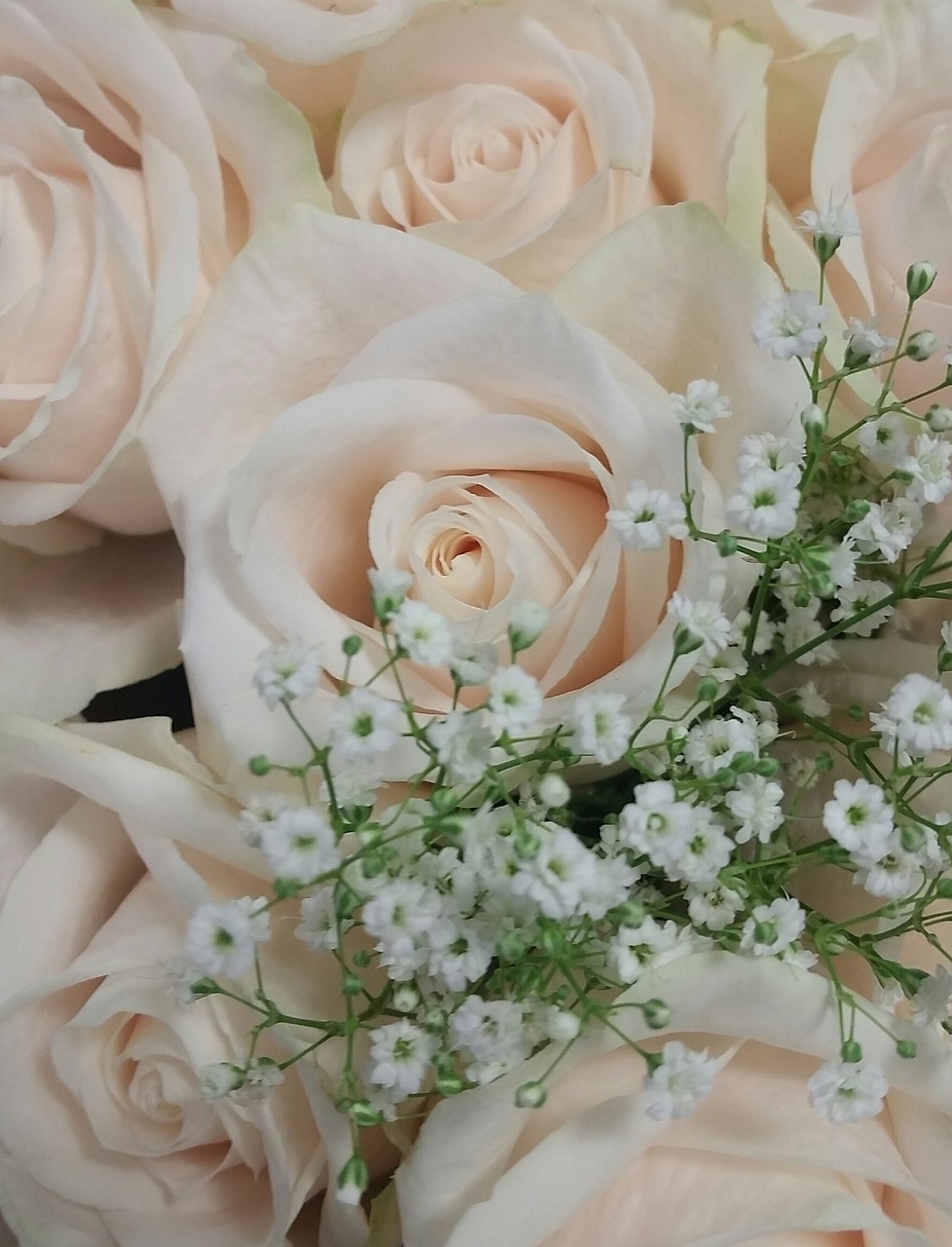 Su Rožėmis, Baltos Gėlės, Rožės, Nemokamos Nuotraukos,  Nemokama Licenzija