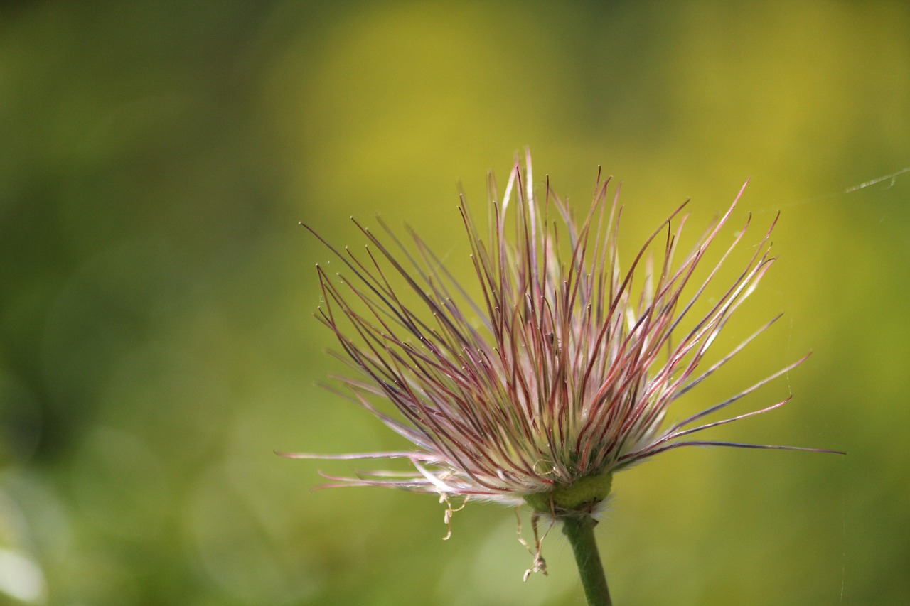 Žiedas, Žydėti, Augalas, Gamta, Nudrus, Nemokamos Nuotraukos,  Nemokama Licenzija