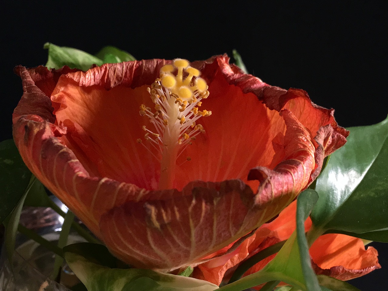 Nudrus,  Hibiscus Oranžinė,  Ibisco,  Gėlė,  Sodas,  Gamta,  Žiedlapiai,  Oranžinė,  Pistil,  Grožis