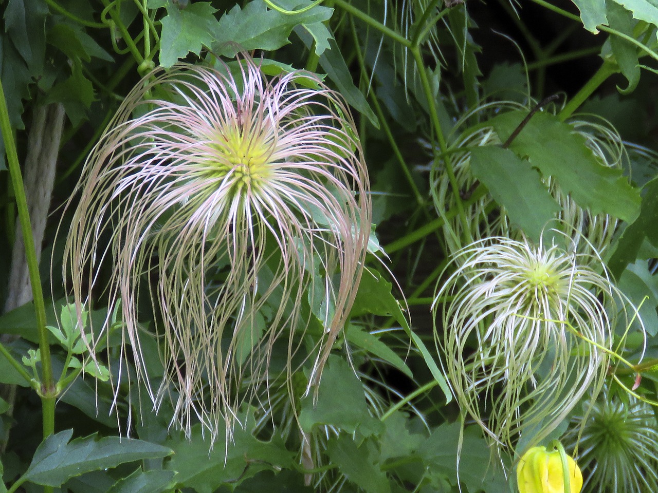 Nudrus, Auksinis Klematis, Geltona, Gėlė, Iš Arti, Graži, Detalės, Žiedlapiai, Flora, Gamta