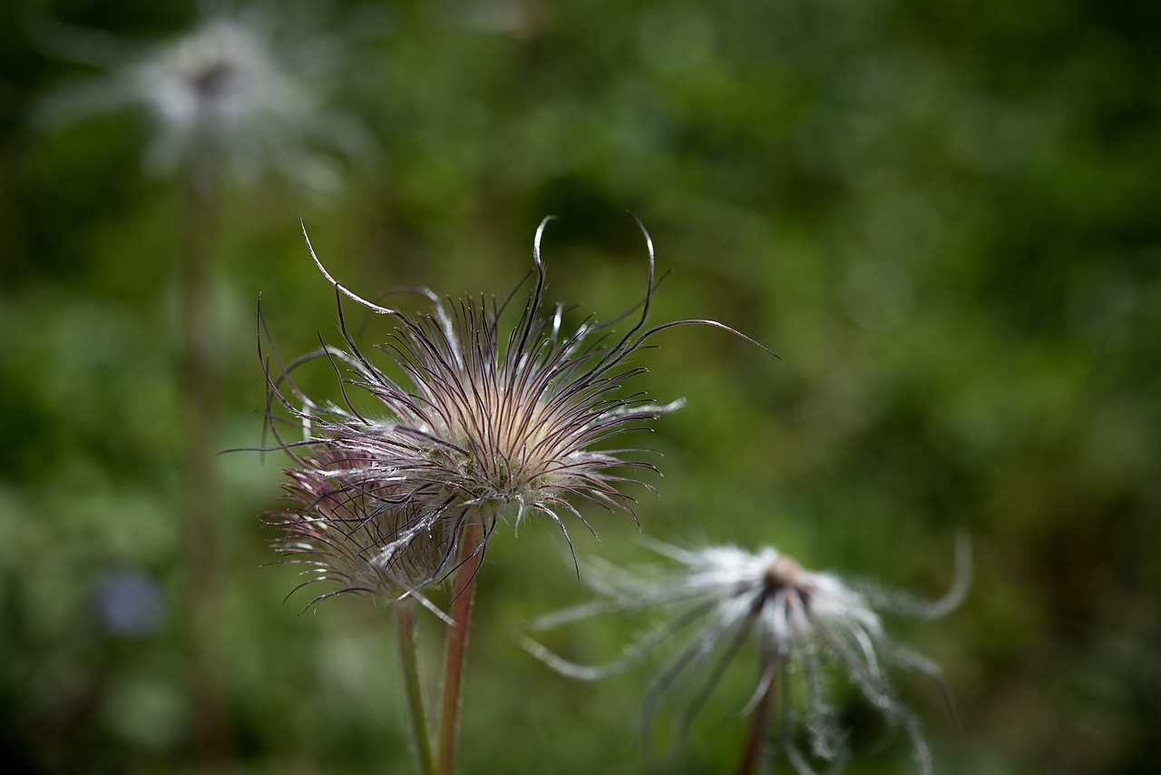 Nudžiūvo Plukėms,  Anemone,  Prarastas,  Augalų,  Pobūdį,  Iš Arti,  Sodo Anemone,  Sodo Augalų, Nemokamos Nuotraukos,  Nemokama Licenzija