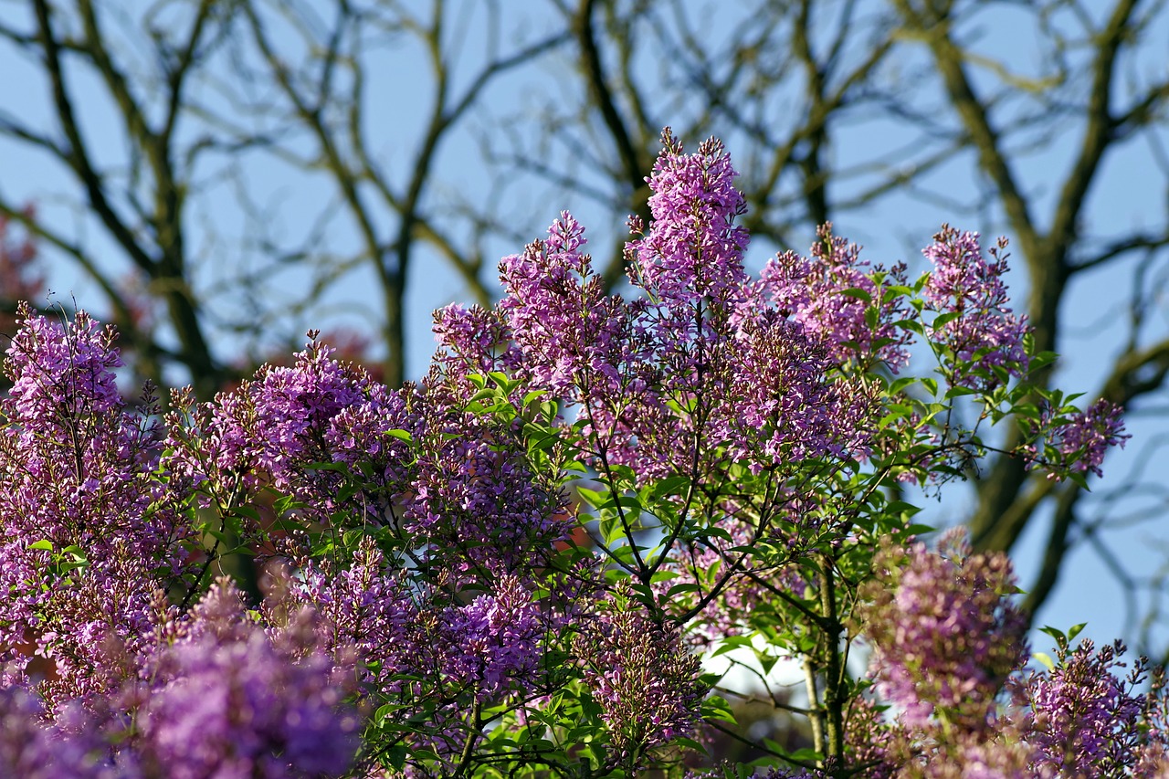 Be, Krūmas, Alyva, Sodas, Žydėjimas, Violetinė, Gėlė, Augalas, Žydinčios Gėlės, Nemokamos Nuotraukos