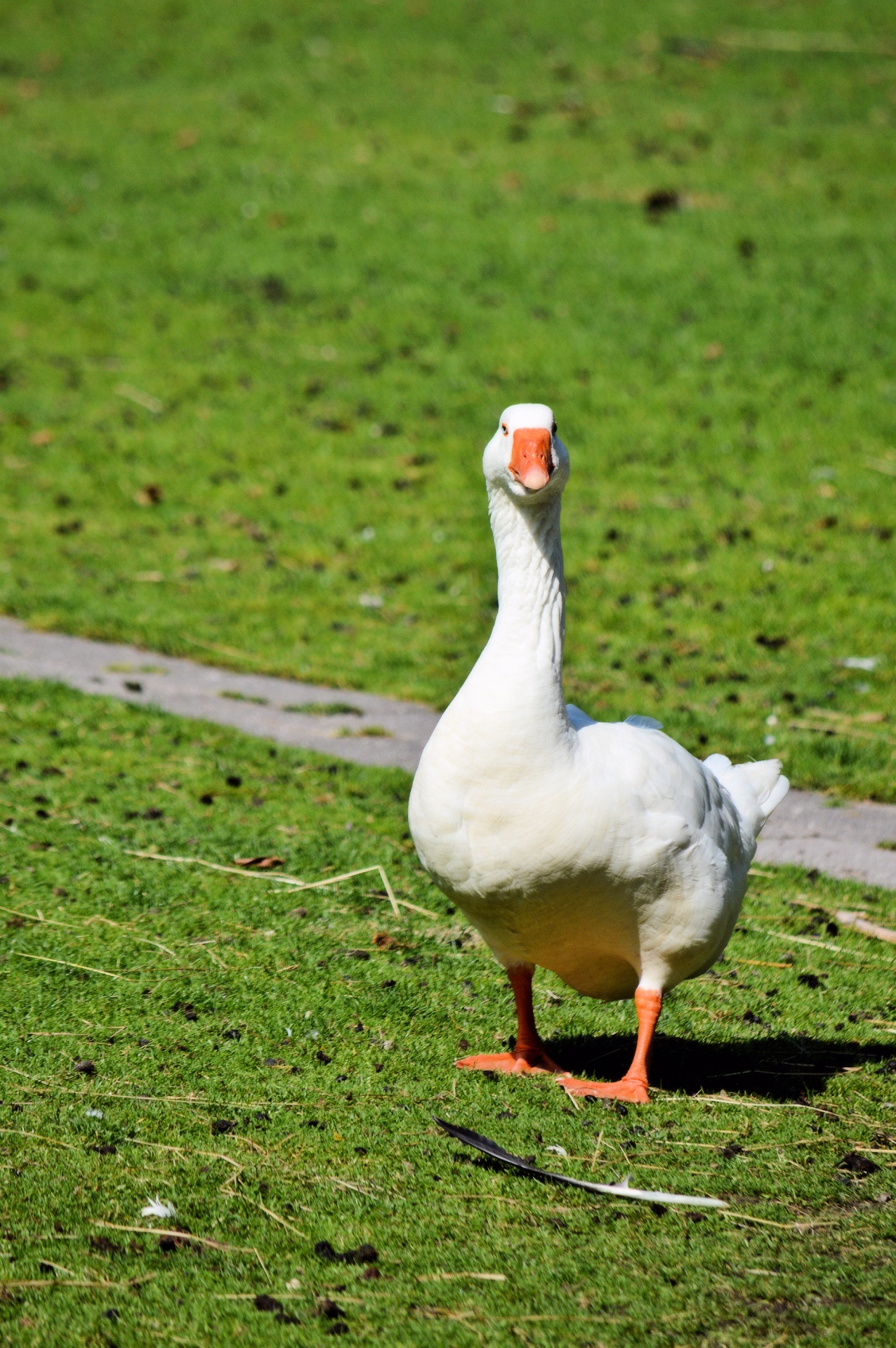 Paukštis,  Paukščiai,  Gyvūnas,  Gyvūnai,  Gamta,  Skristi,  Žąsis,  Parkas,  Baltas Žąsis, Nemokamos Nuotraukos