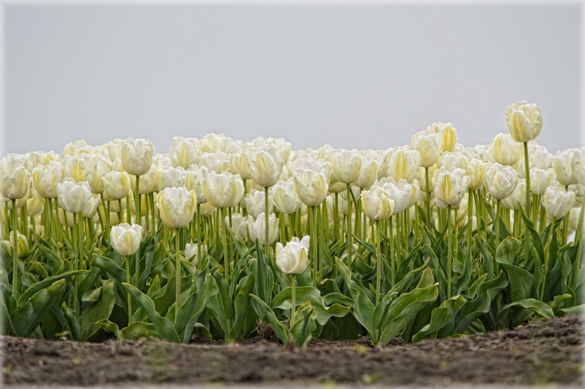 Tulpės,  Holland,  Geltona,  Gėlės,  Gamta,  Pavasaris,  Balti Tulpės, Nemokamos Nuotraukos,  Nemokama Licenzija