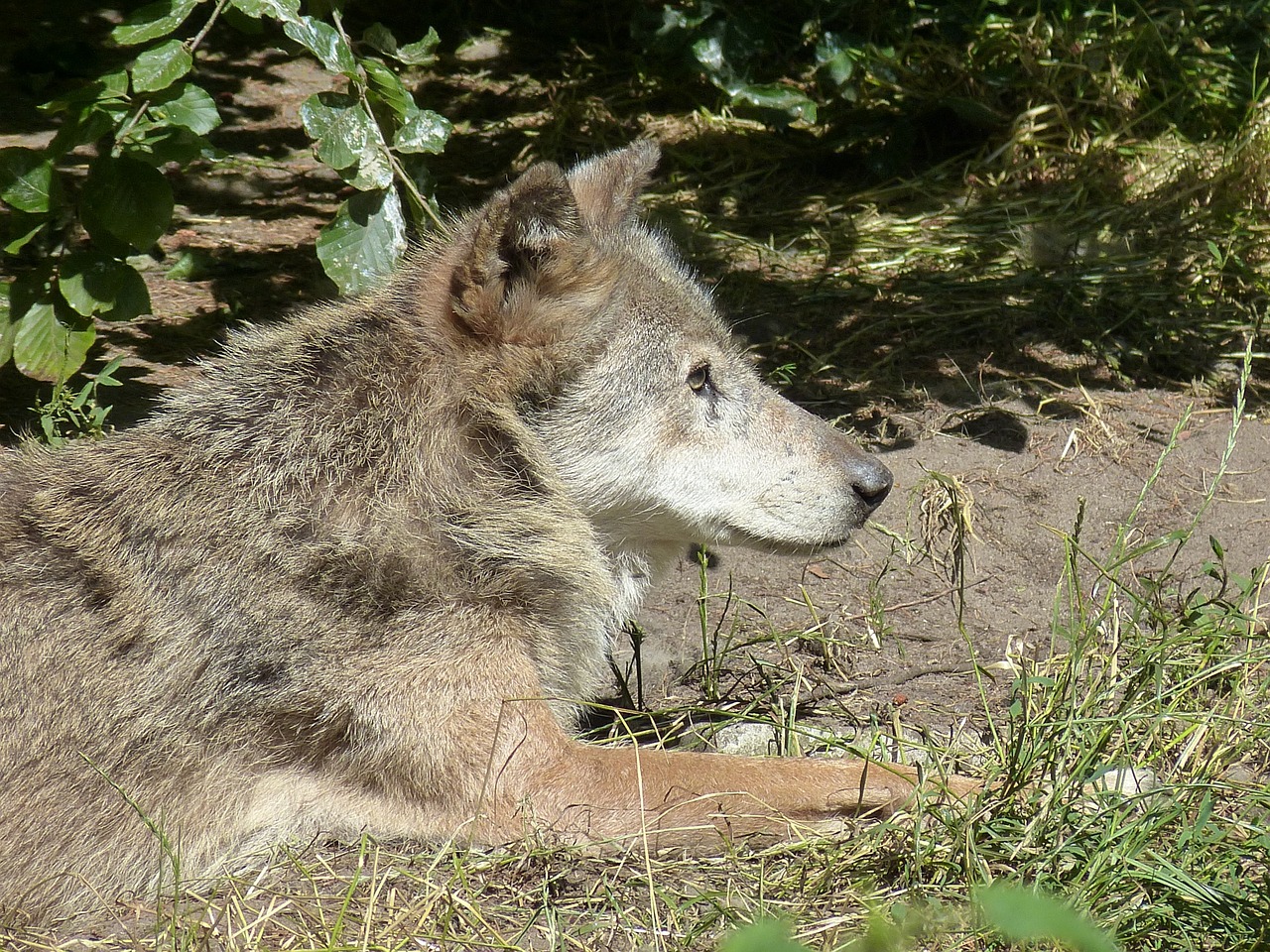 Vilkas, Zoologijos Sodas, Gyvūnų Pasaulis, Žinduolis, Gyvūnas, Gaubtas, Gamta, Laukinis Gyvūnas, Vilkų Galva, Nemokamos Nuotraukos