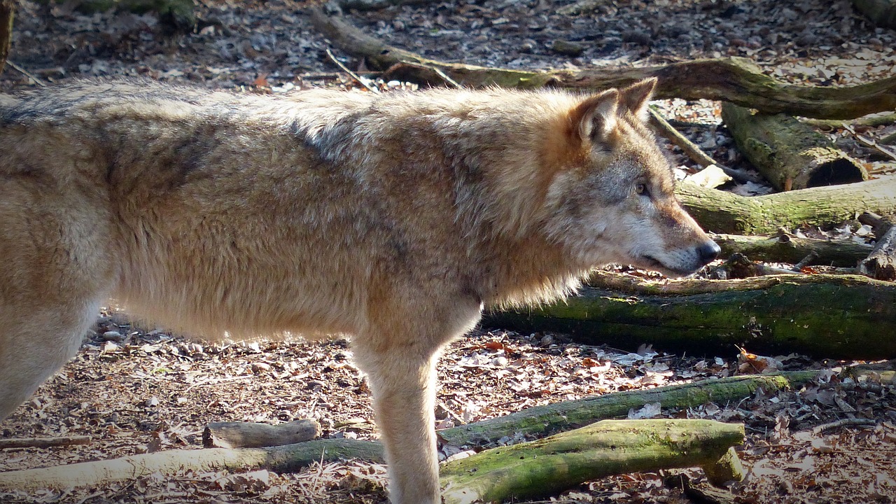 Vilkas, Laukinis Gyvūnas, Plėšrūnas, Mėsėdžiai, Gyvūnų Pasaulis, Laukinės Gamtos Fotografija, Nykstantis, Miško Gyventojai, Hundeartig, Supakuoti Gyvūną