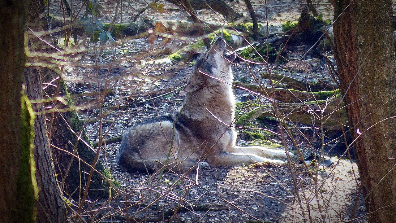 Vilkas, Laukinis Gyvūnas, Plėšrūnas, Mėsėdžiai, Gyvūnų Pasaulis, Laukinės Gamtos Fotografija, Nykstantis, Miško Gyventojai, Hundeartig, Supakuoti Gyvūną