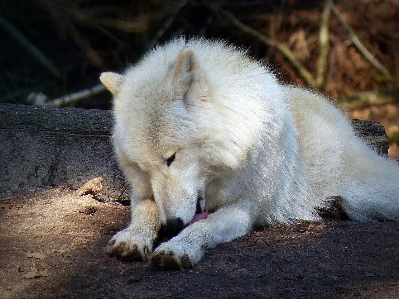 Vilkas, Laukinis Gyvūnas, Plėšrūnas, Mėsėdžiai, Gyvūnų Pasaulis, Laukinės Gamtos Fotografija, Nykstantis, Miško Gyventojai, Hundeartig, Supakuoti Gyvūną