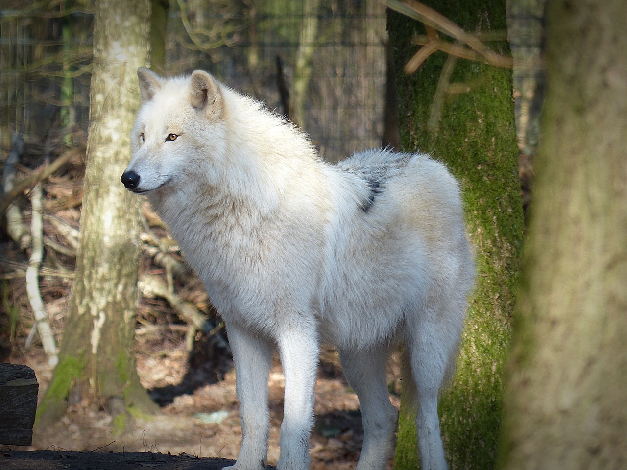 Vilkas, Laukinis Gyvūnas, Plėšrūnas, Mėsėdžiai, Gyvūnų Pasaulis, Laukinės Gamtos Fotografija, Nykstantis, Miško Gyventojai, Hundeartig, Supakuoti Gyvūną