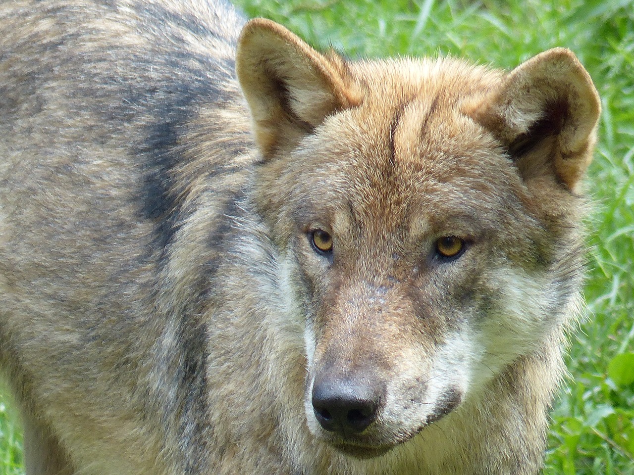 Vilkas, Gyvūnas, Plėšrūnas, Nemokamos Nuotraukos,  Nemokama Licenzija