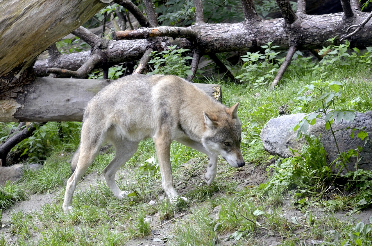 Vilkas, Trasa, Canis Lupus, Laukinis Gyvūnas, Pavojingas, Medžiotojas, Plėšrūnas, Kailis, Nykstantis, Supakuoti Gyvūną